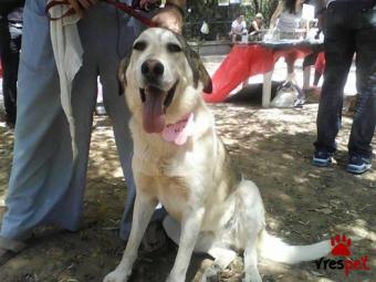 Ράτσα: Ελληνικός Ποιμενικός - Greek Shepherd | Ηλικία: 5+ | Φύλο: Θηλυκό | Αρ. Microchip: 941000065742015 | Περιοχή: Χαϊδάρι, Αττική